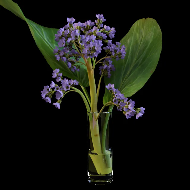 Plants – Flowers – 3D Models Download – Amb.Flower. Bodan