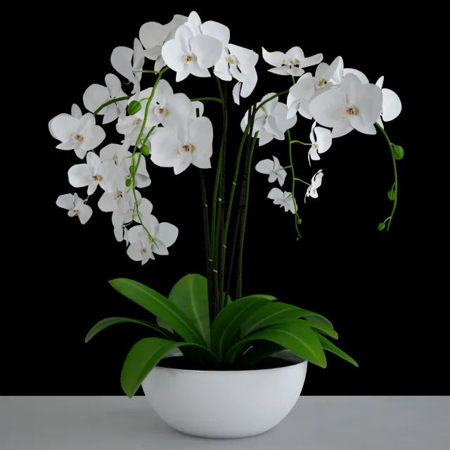 Plants – Flowers – 3D Models Download – amb.orchid.white
