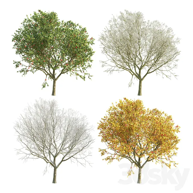 Plants – Flowers – 3D Models Download – Apple Tree (four versions of seasons)