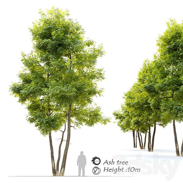Plants – Flowers – 3D Models Download – Ash tree 13