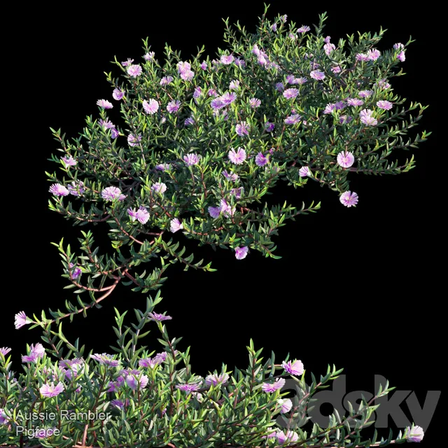 Plants – Flowers – 3D Models Download – Aussie Rambler groundcover (max; fbx)