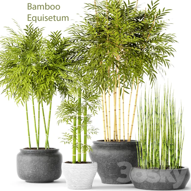 Plants – Flowers – 3D Models Download – Bamboo and Equisetum collection (max)