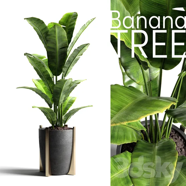 Plants – Flowers – 3D Models Download – BananaTree 2014 (Vray; Corona)
