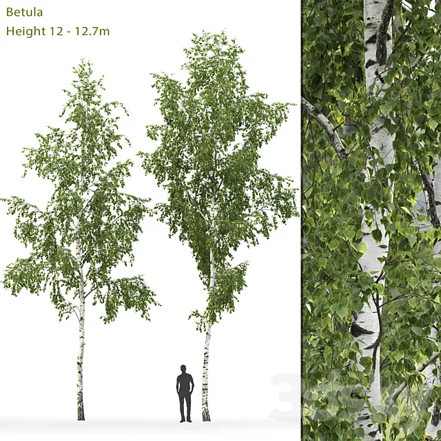 Plants – Flowers – 3D Models Download – Birch Betula