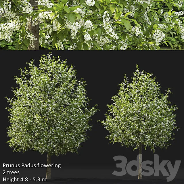 Plants – Flowers – 3D Models Download – Bird Cherry Prunus Padus Flowering 4