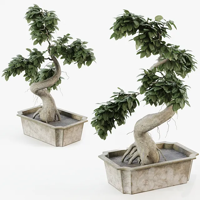 Plants – Flowers – 3D Models Download – Bonsai tree ficus