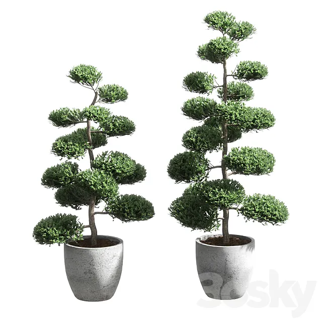 Plants – Flowers – 3D Models Download – Bonsai With Spherical Branches 2 Models