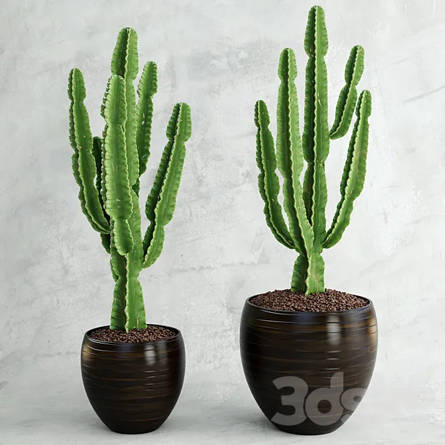 Plants – Flowers – 3D Models Download – Cactus Euphorbia ingens