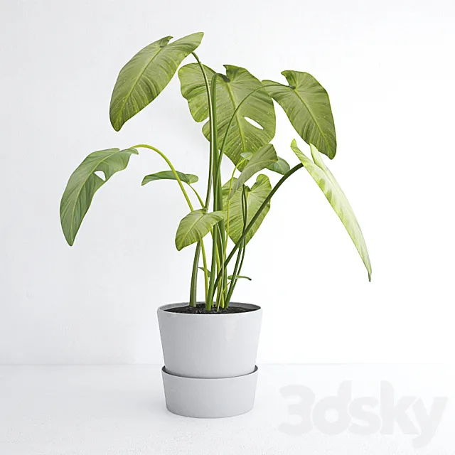 Plants – Flowers – 3D Models Download – Calla leaves in a pot