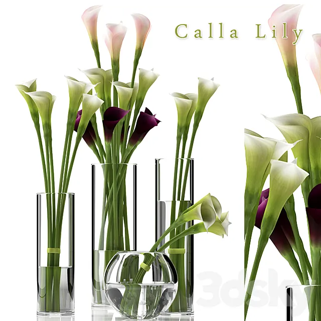 Plants – Flowers – 3D Models Download – CALLA LILY 2