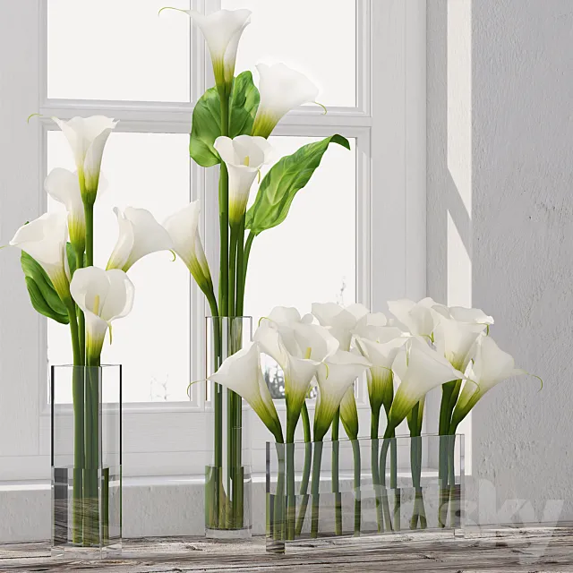 Plants – Flowers – 3D Models Download – Calla Lily 5 (2011; fbx)