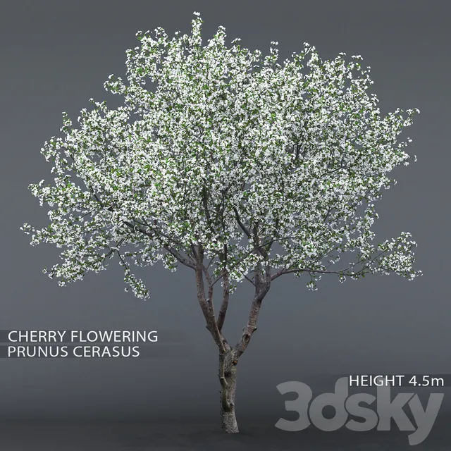 Plants – Flowers – 3D Models Download – Cherry blossoming # 1