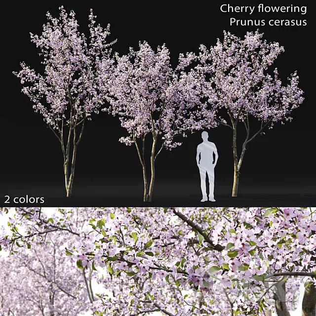 Plants – Flowers – 3D Models Download – Cherry flowering Height 5.1 – 6.1 m