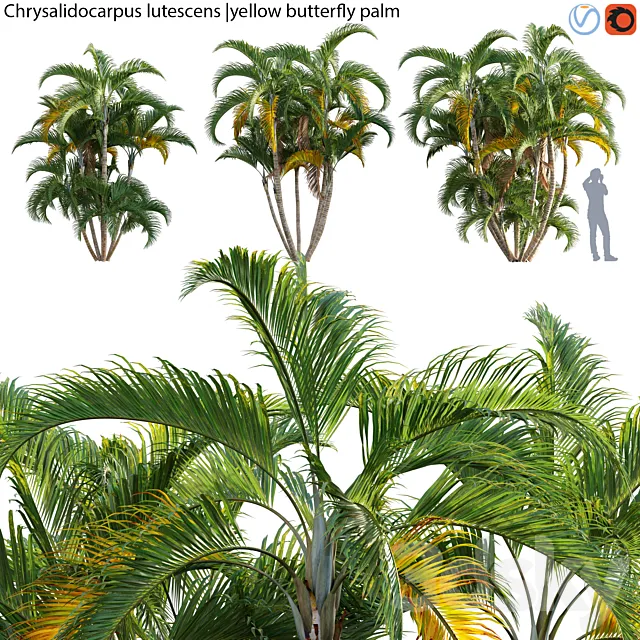 Plants – Flowers – 3D Models Download – Chrysalidocarpus lutescens – yellow butterfly palm – 02