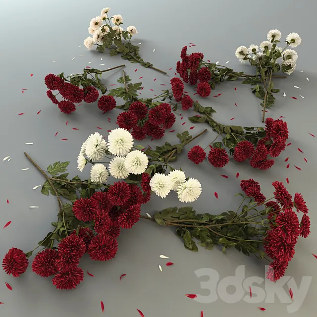 Plants – Flowers – 3D Models Download – Chrysanthemums