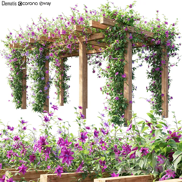 Plants – Flowers – 3D Models Download – Clematis armandii 04