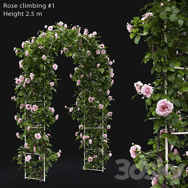 Plants – Flowers – 3D Models Download – Climbing Rose # 1