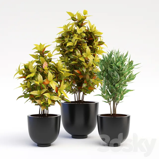 Plants – Flowers – 3D Models Download – Codiaeum Variegatum