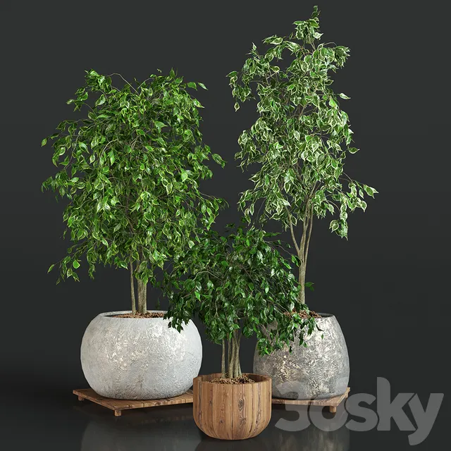 Plants – Flowers – 3D Models Download – Collection of plants 1 ficus