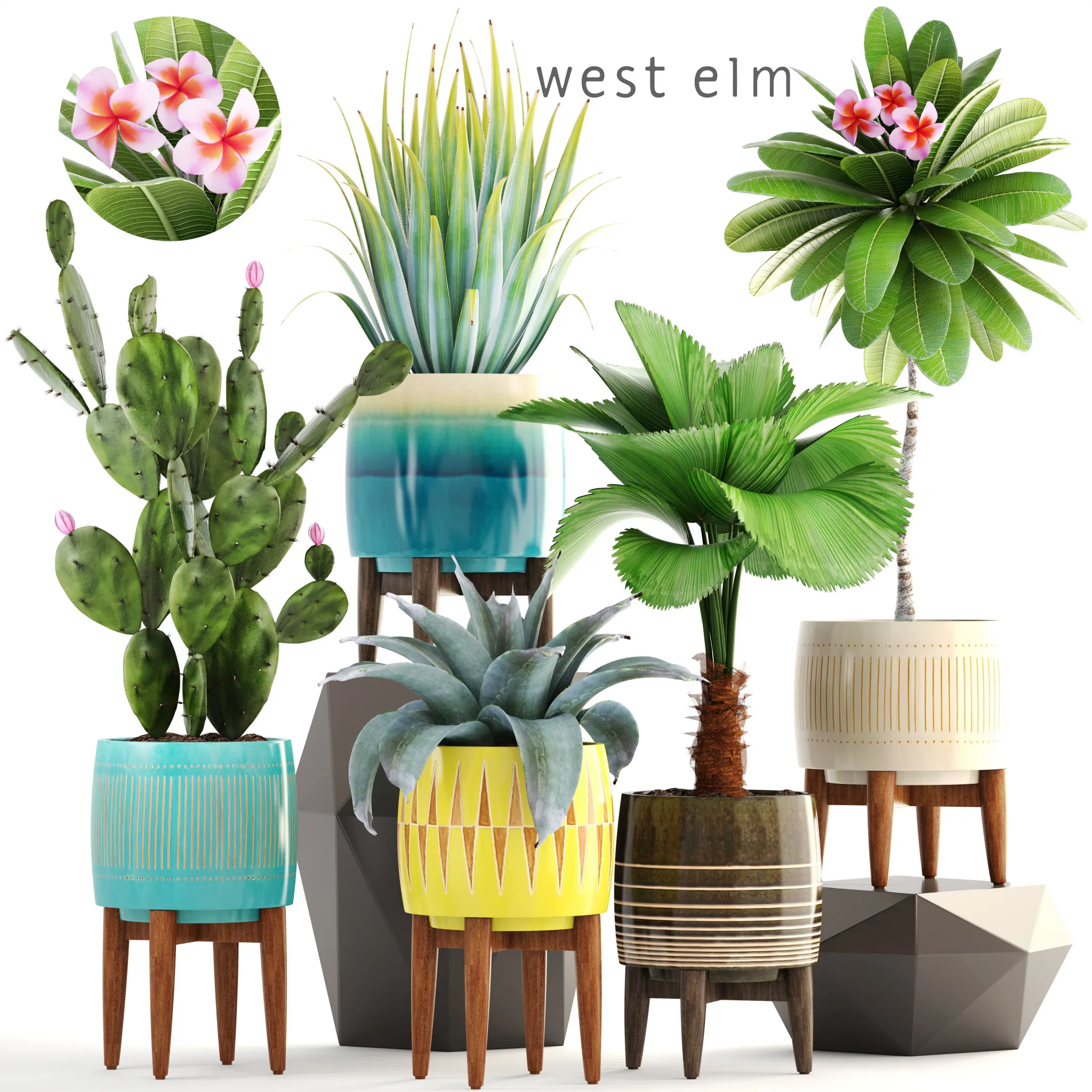 Plants – Flowers – 3D Models Download – Collection of plants 179 (West Elm)