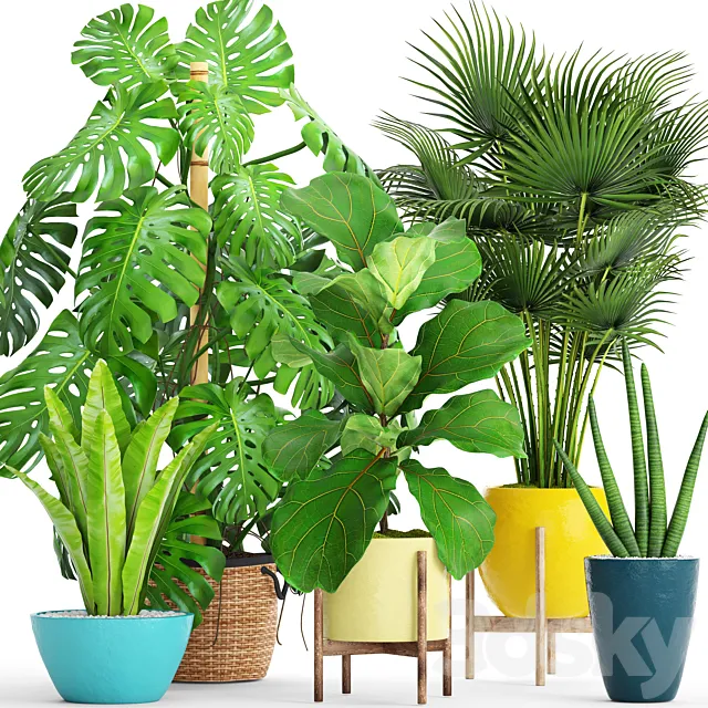 Plants – Flowers – 3D Models Download – Collection of plants with monstera