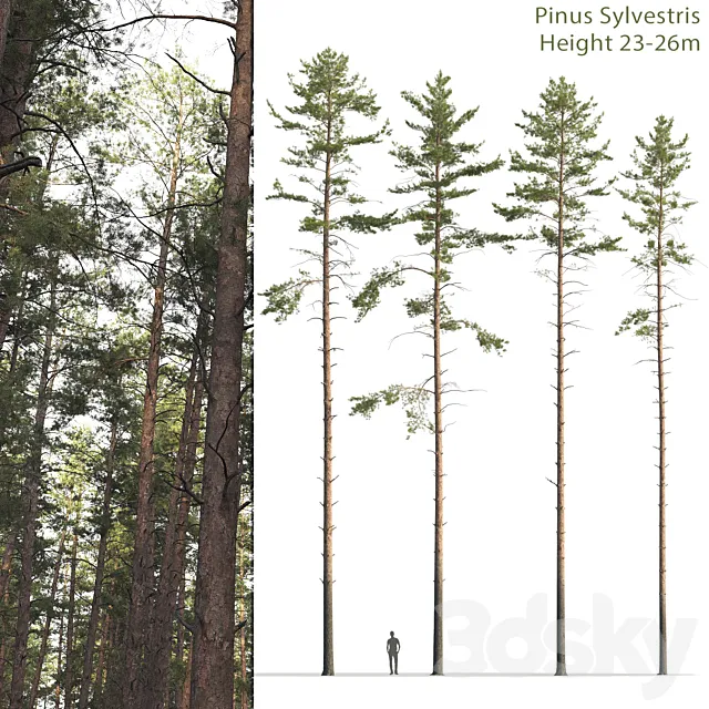 Plants – Flowers – 3D Models Download – Common Pine 12