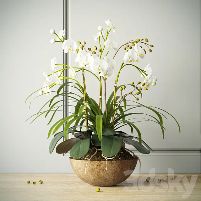 Plants – Flowers – 3D Models Download – Composition with orchids