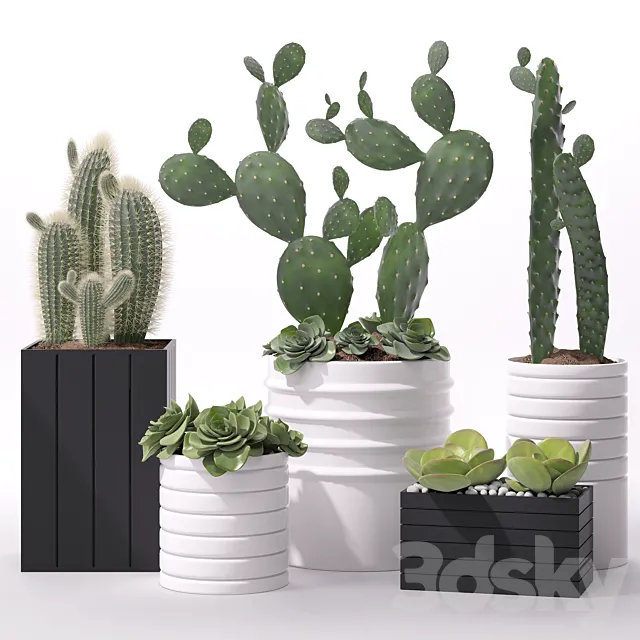 Plants – Flowers – 3D Models Download – Contemporary Houseplants 2