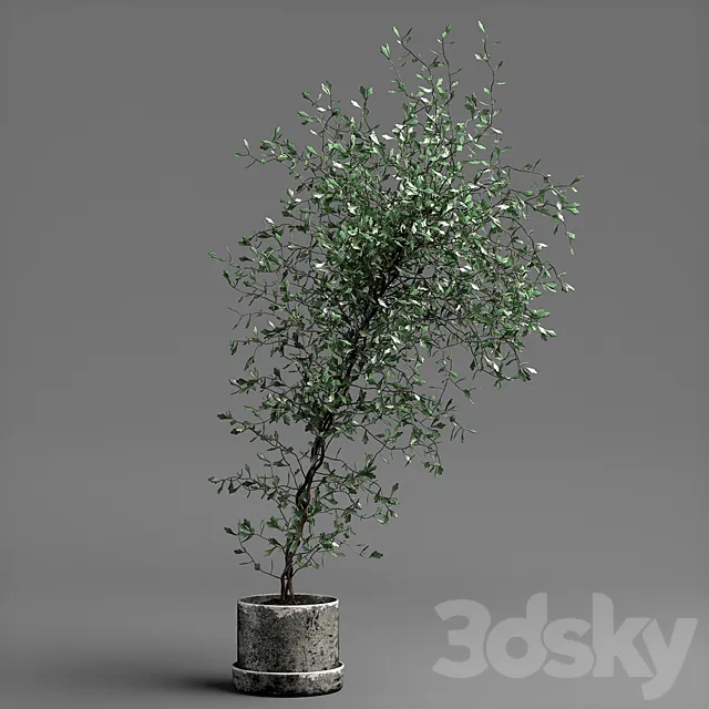Plants – Flowers – 3D Models Download – Corocia plant
