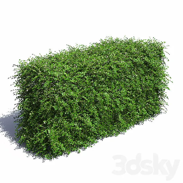 Plants – Flowers – 3D Models Download – Cotoneaster Hedge with Flowers 3D model