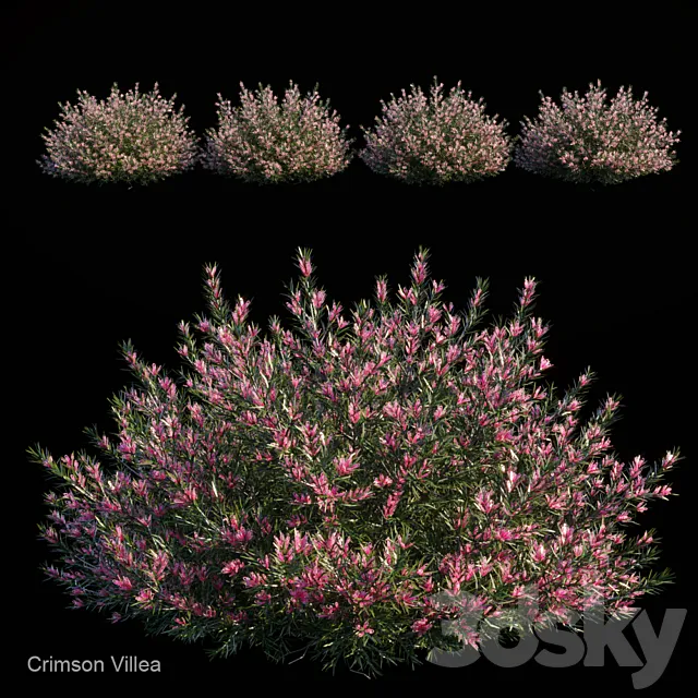 Plants – Flowers – 3D Models Download – Crimson villea (max; fbx)