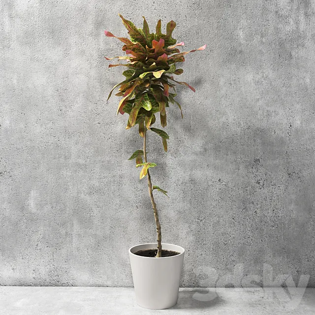 Plants – Flowers – 3D Models Download – Croton Plant