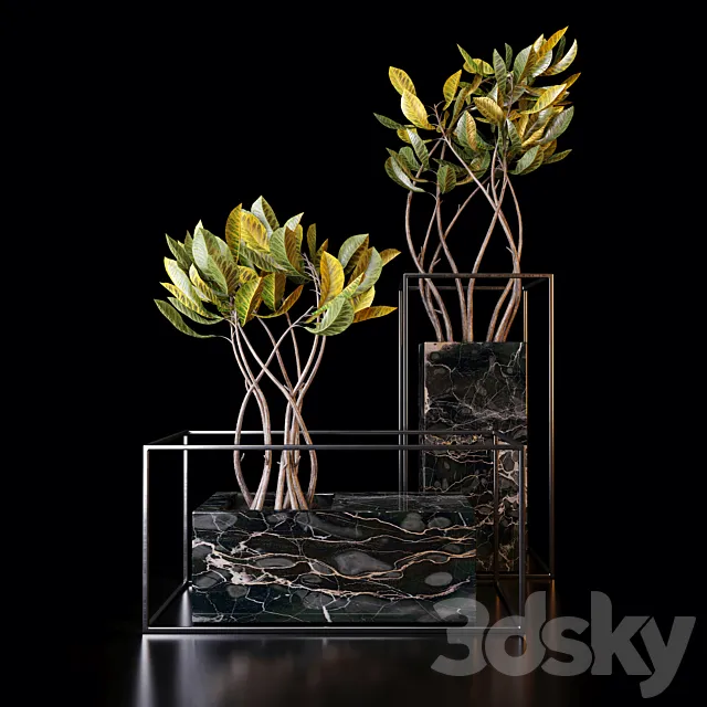 Plants – Flowers – 3D Models Download – Croton trees