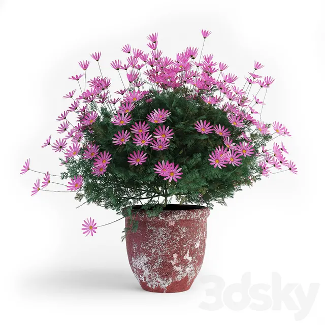 Plants – Flowers – 3D Models Download – Daisies two