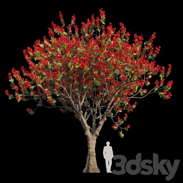 Plants – Flowers – 3D Models Download – Delonix Regia Flamboyant Tree