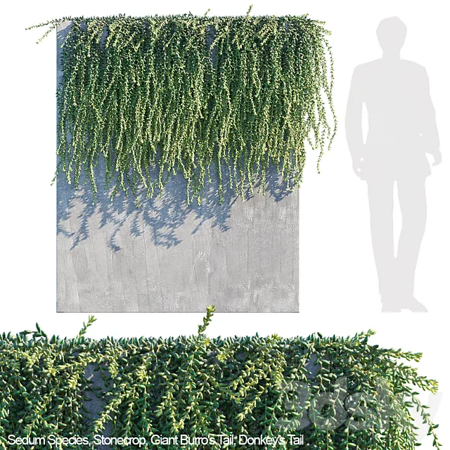 Plants – Flowers – 3D Models Download – Donkey tail Burro tail succulent creeper 3d model