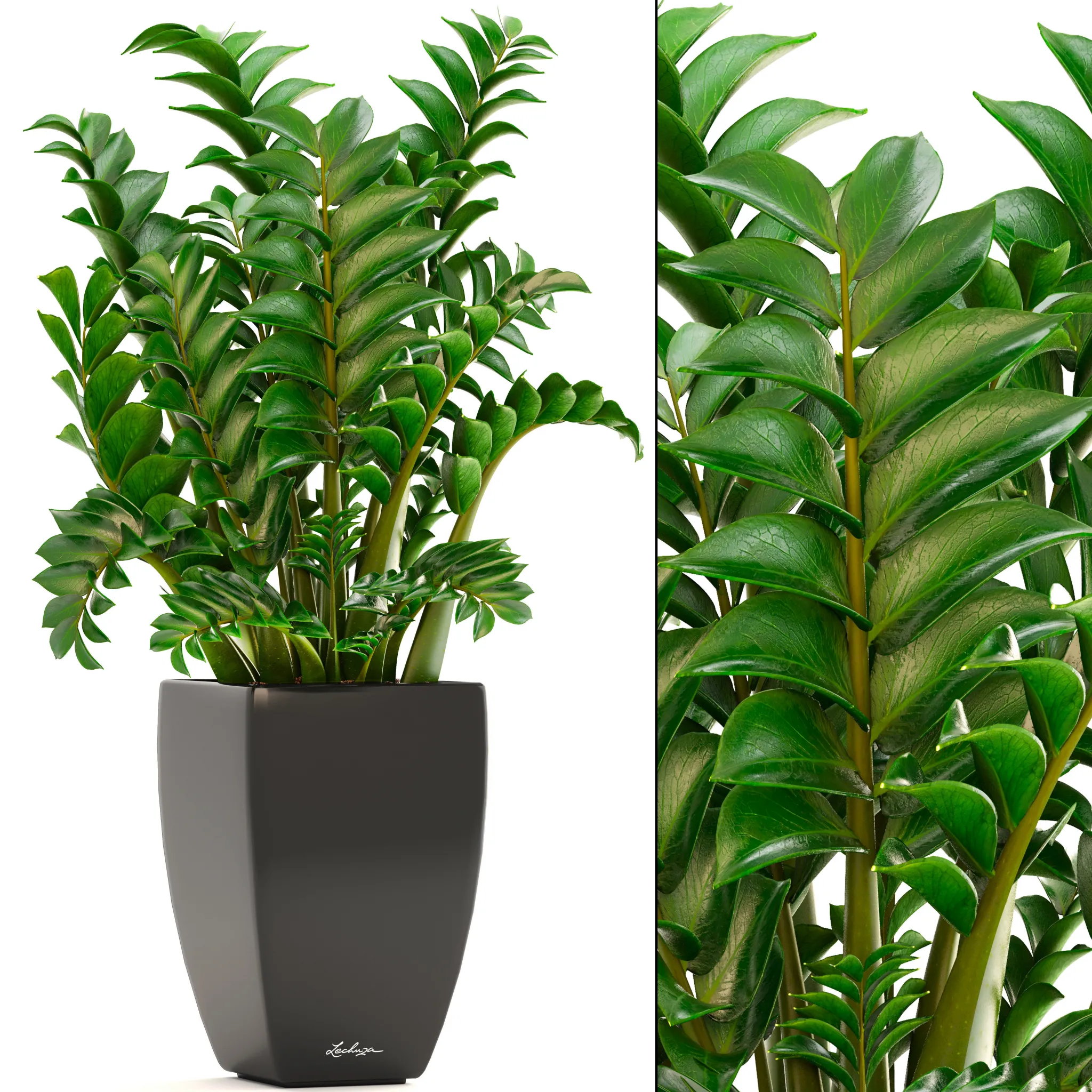 Plants – Flowers – 3D Models Download – Dracaena tree (max; fbx)