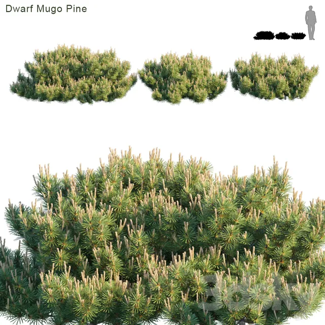 Plants – Flowers – 3D Models Download – Dwarf Mugo Pine Creeping pine (max; fbx) 3d model