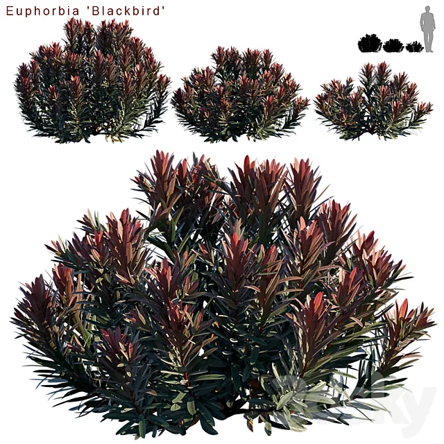 Plants – Flowers – 3D Models Download – Euphorbia Blackbird Cushion spurge (max; fbx)