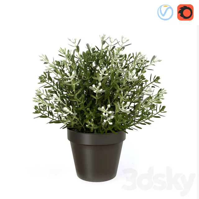 Plants – Flowers – 3D Models Download – Fake Thyme