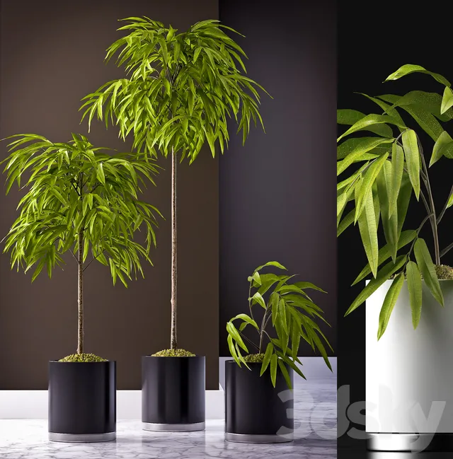 Plants – Flowers – 3D Models Download – FICUS ALII PLANT 64
