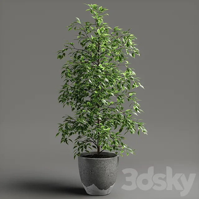 Plants – Flowers – 3D Models Download – Ficus benjamina