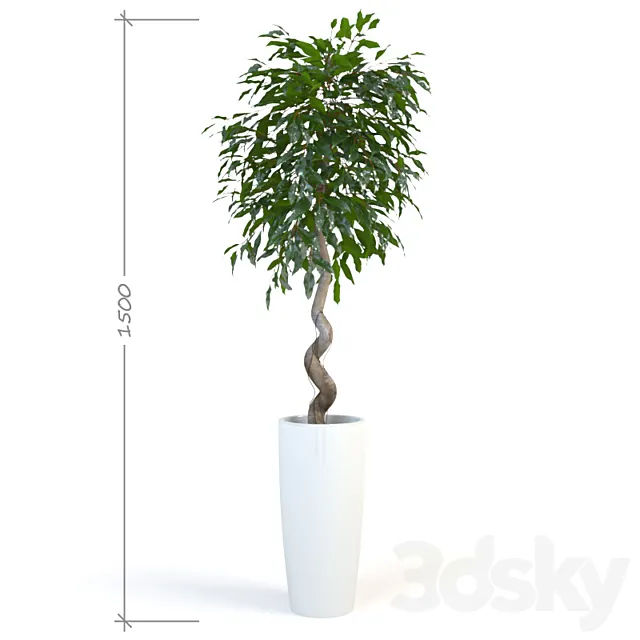 Plants – Flowers – 3D Models Download – Ficus Daniel