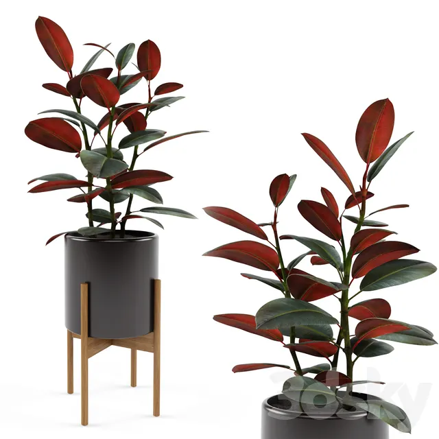 Plants – Flowers – 3D Models Download – Ficus elastica Black Prince (max; fbx)