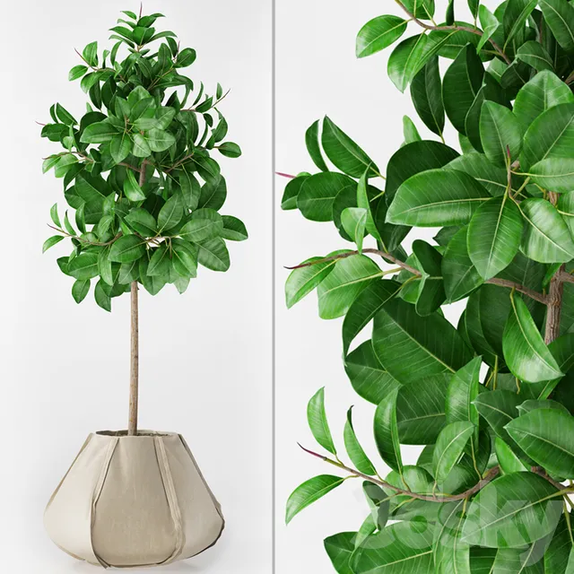 Plants – Flowers – 3D Models Download – Ficus Elastica