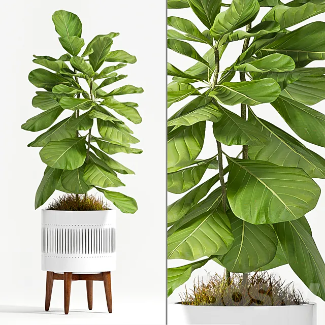 Plants – Flowers – 3D Models Download – Ficus Lyrata (Plant 56)