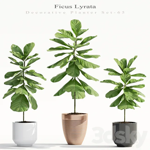 Plants – Flowers – 3D Models Download – Ficus Lyrata (Plant 65)