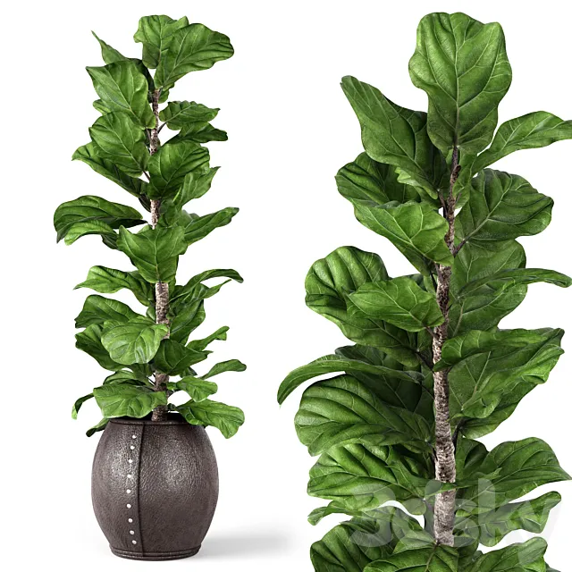 Plants – Flowers – 3D Models Download – Ficus Lyrata 2