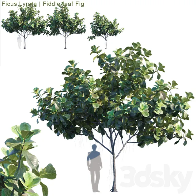 Plants – Flowers – 3D Models Download – Ficus Lyrata Feed-leaf fig (max; fbx)