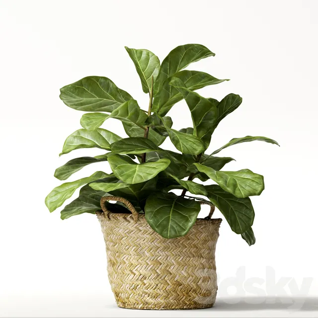 Plants – Flowers – 3D Models Download – Ficus lyrata in wicker pot